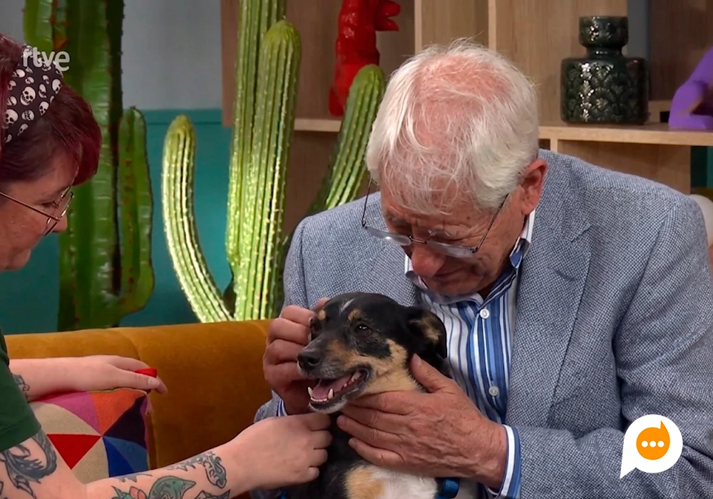 Idoso comove a Espanha ao implorar na TV pela adoção de seu cachorro