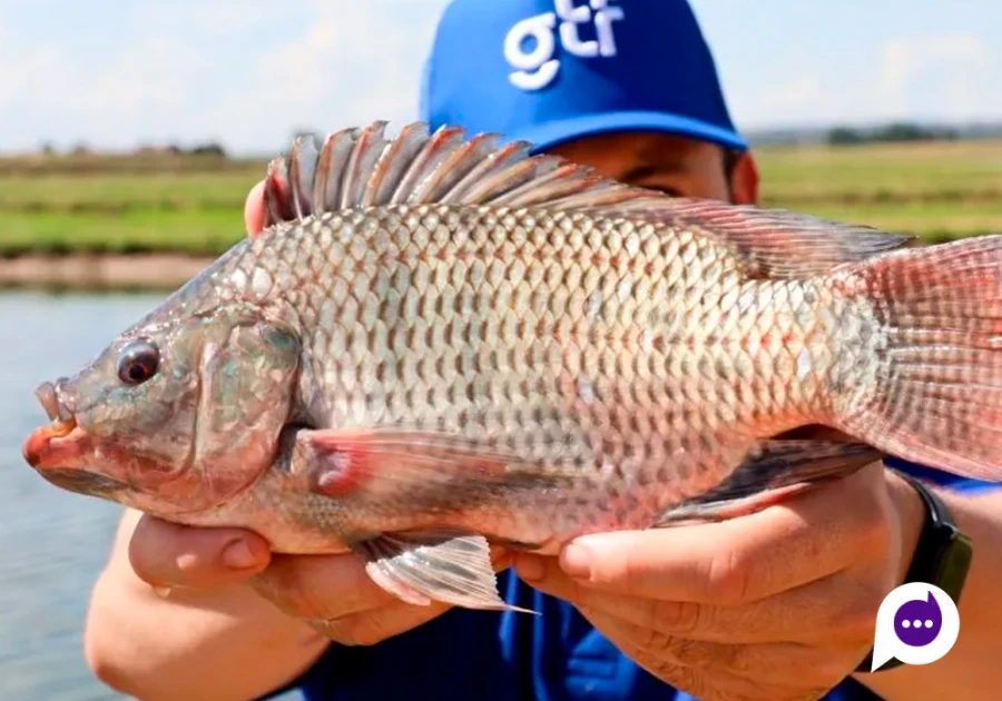 Produtora da marca Canção aporta R$ 120 milhões em fazenda de tilápias no noroeste do Paraná