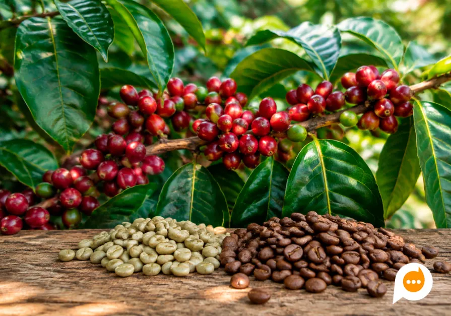 Inscrições abertas para o 24º Concurso Café Qualidade Paraná