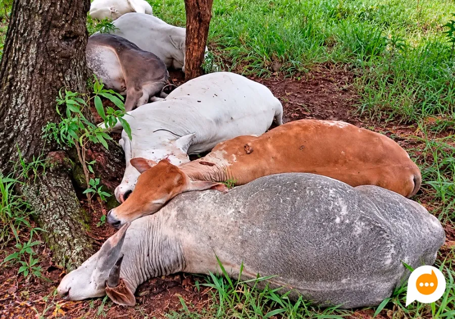 Raio mata 13 novilhas e provoca prejuízo de cerca de R$ 40 mil em propriedade rural de Terra Rica
