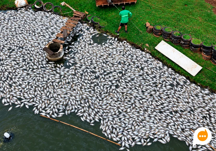 Apagão provoca perda de 400 mil peixes e paralisa agroindústria em São João do Ivaí