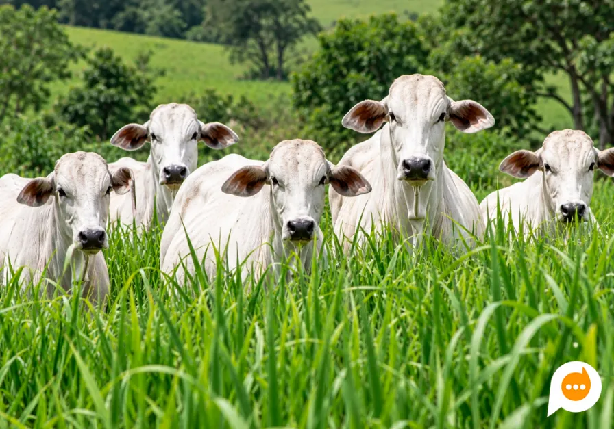 Roubo de 31 cabeças de gado mobiliza Patrulha Rural em Itaúna do Sul