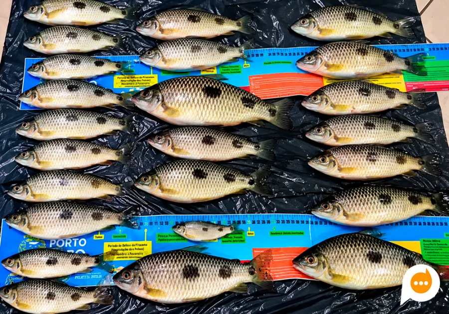 Pescadores foram flagrados com dezenas de peixes fora da medida permitida em área de proteção no Rio Paraná.