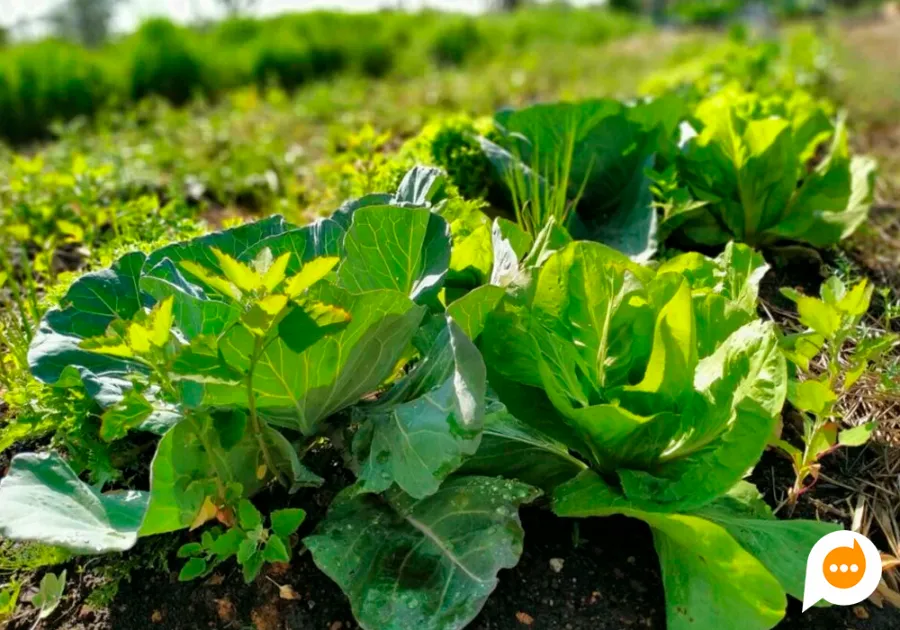 Governo do Paraná destina R$ 39 milhões para projetos de agroecologia em 21 municípios