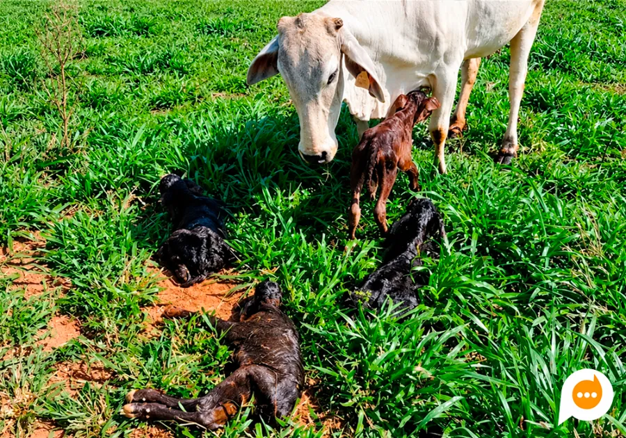 Vaca da raça nelore surpreende produtores ao parir quadrigêmeos em Maria Helena